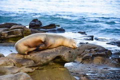 A Sea Lion Sleeps Peacefully on the Rocks in La Jolla, CA stock photo A Sea Lion Sleeps Peacefully on the Rocks in La Jolla, CA stock photo