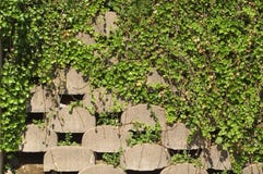 Retaining Wall With Ivy Royalty Free Stock Photography