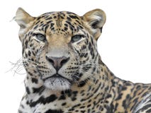 Retrato aislado del leopardo fotografía de archivo libre de regalías Retrato aislado del leopardo fotografía de archivo libre de regalías