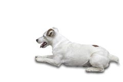 Retrato aislado del perro blanco en un fondo blanco con la trayectoria de recortes imágenes de archivo libres de regalías Retrato aislado del perro blanco en un fondo blanco con la trayectoria de recortes imágenes de archivo libres de regalías