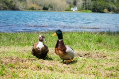 Retrato ascendente cercano de un par de platyrhynchos de las anecdotarios de los patos del pato silvestre imagenes de archivo Retrato ascendente cercano de un par de platyrhynchos de las anecdotarios de los patos del pato silvestre imagenes de archivo