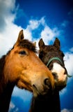 Retrato de dois cavalos de Shropshire, Inglaterra foto de stock royalty free Retrato de dois cavalos de Shropshire, Inglaterra foto de stock royalty free