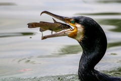 Retrato de los pescados de cogida del gran cormorán imagenes de archivo Retrato de los pescados de cogida del gran cormorán imagenes de archivo