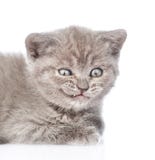 Retrato de um gatinho de sorriso Isolado no fundo branco fotos de stock Retrato de um gatinho de sorriso Isolado no fundo branco fotos de stock