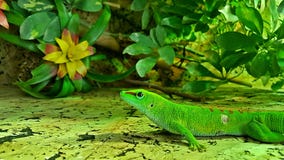 Retrato de um lagarto do réptil fotos de stock Retrato de um lagarto do réptil fotos de stock