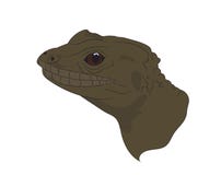 Retrato de um lagarto, vetor ilustração do vetor Retrato de um lagarto, vetor ilustração do vetor