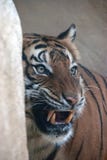 Retrato de um tigre que rosna em algo foto de stock Retrato de um tigre que rosna em algo foto de stock