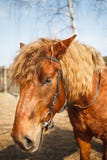 Retrato de un caballo rojo de pelo rizado en una yarda estable soleada foto de archivo libre de regalías Retrato de un caballo rojo de pelo rizado en una yarda estable soleada foto de archivo libre de regalías