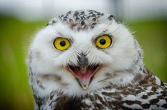 Retrato de un Nevado Owl Bubo Scandiacus fotografía de archivo Retrato de un Nevado Owl Bubo Scandiacus fotografía de archivo
