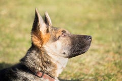 Retrato de un perrito del pastor alemán con una mirada dañosa y atenta que escucha su amo foto de archivo libre de regalías Retrato de un perrito del pastor alemán con una mirada dañosa y atenta que escucha su amo foto de archivo libre de regalías