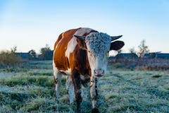 Retrato de una vaca en el pueblo fotografía de archivo Retrato de una vaca en el pueblo fotografía de archivo