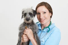 Retrato del estudio del cirujano veterinario de sexo femenino Holding Lurcher Dog Fotografía de archivo libre de regalías Retrato del estudio del cirujano veterinario de sexo femenino Holding Lurcher Dog Fotografía de archivo libre de regalías