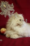 Retrato del gato persa adulto con un melocotón imagen de archivo libre de regalías Retrato del gato persa adulto con un melocotón imagen de archivo libre de regalías