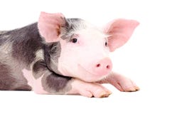 Retrato del pequeño cerdo lindo imagen de archivo libre de regalías Retrato del pequeño cerdo lindo imagen de archivo libre de regalías