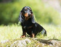 Retrato del perro basset Fotografía de archivo libre de regalías Retrato del perro basset Fotografía de archivo libre de regalías