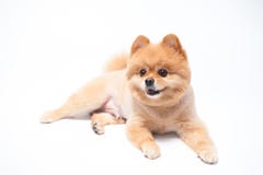 Retrato del perro de Pomeranian imágenes de archivo libres de regalías Retrato del perro de Pomeranian imágenes de archivo libres de regalías