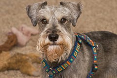 Retrato del perro del schnauzer miniatura dentro fotografía de archivo libre de regalías Retrato del perro del schnauzer miniatura dentro fotografía de archivo libre de regalías