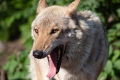 Retrato del primer del lobo gris imágenes de archivo libres de regalías Retrato del primer del lobo gris imágenes de archivo libres de regalías