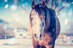 Retrato do cavalo no dia de inverno gelado com queda de neve imagens de stock royalty free Retrato do cavalo no dia de inverno gelado com queda de neve imagens de stock royalty free