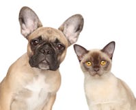 Retrato do Fim-acima de um gato e de um cão Imagem de Stock Royalty Free Retrato do Fim-acima de um gato e de um cão Imagem de Stock Royalty Free