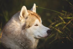 Retrato do perfil do cão de puxar trenós Siberian da raça lindo e prideful do cão que levanta no outono em um fundo brilhante da fotografia de stock Retrato do perfil do cão de puxar trenós Siberian da raça lindo e prideful do cão que levanta no outono em um fundo brilhante da fotografia de stock