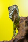 Retrato do réptil bonito do lagarto de dragão da água que senta-se em um b Imagens de Stock Royalty Free Retrato do réptil bonito do lagarto de dragão da água que senta-se em um b Imagens de Stock Royalty Free
