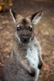 Retrato do ualabi australiano bonito novo do canguru que olha a c?mera foco seletivo no nariz fotografia de stock Retrato do ualabi australiano bonito novo do canguru que olha a c?mera foco seletivo no nariz fotografia de stock