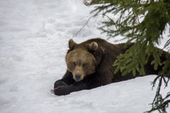 Retrato do urso de Brown preguiçoso na neve fotografia de stock Retrato do urso de Brown preguiçoso na neve fotografia de stock