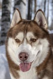 Retrato fornido del perro con la lengua pegada hacia fuera imagen de archivo libre de regalías Retrato fornido del perro con la lengua pegada hacia fuera imagen de archivo libre de regalías