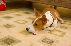 Retrato interno de cão aborrecido do basenji imagens de stock Retrato interno de cão aborrecido do basenji imagens de stock