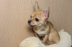 Retrato interno do cachorrinho curioso da chihuahua foto de stock royalty free Retrato interno do cachorrinho curioso da chihuahua foto de stock royalty free