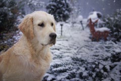 Retriever dourado na neve imagens de stock Retriever dourado na neve imagens de stock