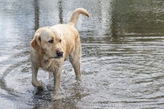 Retriever του Λαμπραντόρ που βγαίνει από το νερό στοκ εικόνες με δικαίωμα ελεύθερης χρήσης Retriever του Λαμπραντόρ που βγαίνει από το νερό στοκ εικόνες με δικαίωμα ελεύθερης χρήσης
