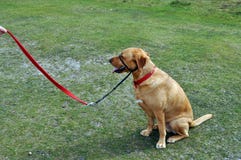 Retriever του Λαμπραντόρ σε μια μακροχρόνια συνεδρίαση μολύβδου στοκ εικόνα Retriever του Λαμπραντόρ σε μια μακροχρόνια συνεδρίαση μολύβδου στοκ εικόνα