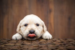 Щенок золотого Retriever стоковая фотография Щенок золотого Retriever стоковая фотография