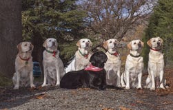 Retrievers του Λαμπραντόρ οικογενειακών Ομάδων των Επτά που τίθενται υπαίθρια στοκ εικόνες Retrievers του Λαμπραντόρ οικογενειακών Ομάδων των Επτά που τίθενται υπαίθρια στοκ εικόνες