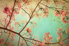 Retro fondo astratto dai fiori di pavone o Flam-boyant fotografia stock Retro fondo astratto dai fiori di pavone o Flam-boyant fotografia stock