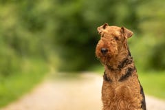 Retro portret Airedale Terrier voor groene achtergrond royalty-vrije stock fotografie Retro portret Airedale Terrier voor groene achtergrond royalty-vrije stock fotografie