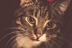 Retro Tabby Cat Portrait Stock Photo