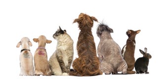 Retrovisione di un gruppo di animali domestici, cani, gatti, coniglio, sedentesi