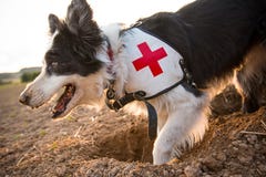 Rettungsborder collie-Hund draußen lizenzfreie stockfotografie Rettungsborder collie-Hund draußen lizenzfreie stockfotografie