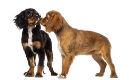 Reunión de rey Charles Spaniel de dos caballeros imágenes de archivo libres de regalías Reunión de rey Charles Spaniel de dos caballeros imágenes de archivo libres de regalías