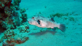 Reus pufferfish of Mbu pufferfish royalty-vrije stock foto Reus pufferfish of Mbu pufferfish royalty-vrije stock foto