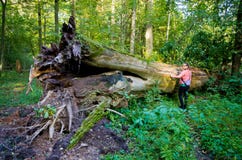 Reusachtige boomstam van de boom en de vrouw - Bialowieza, Polen royalty-vrije stock afbeelding Reusachtige boomstam van de boom en de vrouw - Bialowieza, Polen royalty-vrije stock afbeelding