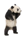 Reuze Panda (18 maanden) - melanoleuca Ailuropoda stock fotografie Reuze Panda (18 maanden) - melanoleuca Ailuropoda stock fotografie