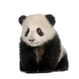 Reuze Panda (6 maanden) - melanoleuca Ailuropoda stock afbeeldingen Reuze Panda (6 maanden) - melanoleuca Ailuropoda stock afbeeldingen