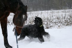 Reuze schnauzer op de de hengstlooppas van het looppasa paard op een koord, wordt een boze hond †‹â€ ‹geknaagd door hem aan reu royalty-vrije stock foto Reuze schnauzer op de de hengstlooppas van het looppasa paard op een koord, wordt een boze hond †‹â€ ‹geknaagd door hem aan reu royalty-vrije stock foto