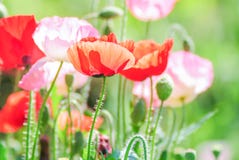 Rewolucjonistki i menchii maczek kwitnie w polu, czerwony papaver fotografia stock Rewolucjonistki i menchii maczek kwitnie w polu, czerwony papaver fotografia stock