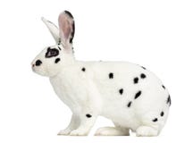 Rex Dalmatian Rabbit stand up and isolated on white Stock Image Rex Dalmatian Rabbit stand up and isolated on white Stock Image