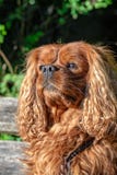 Rey arrogante Charles Spaniel en Brown Ruby imagen de archivo libre de regalías Rey arrogante Charles Spaniel en Brown Ruby imagen de archivo libre de regalías